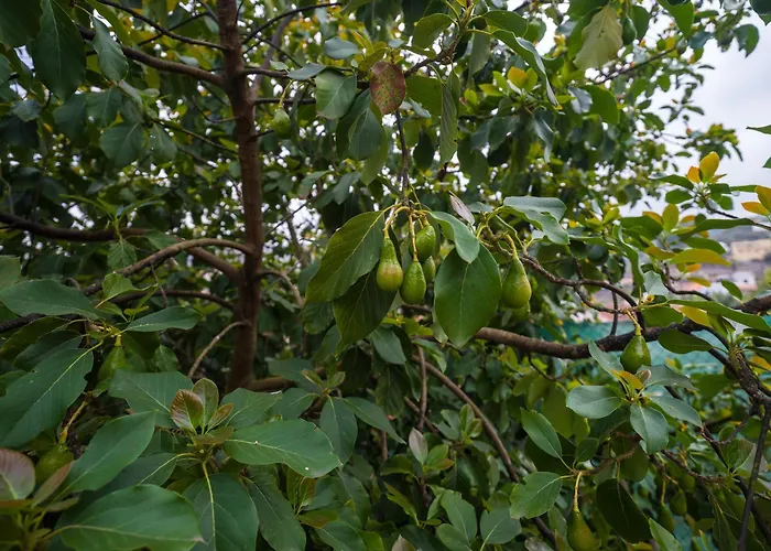 Samar Retreat טרור